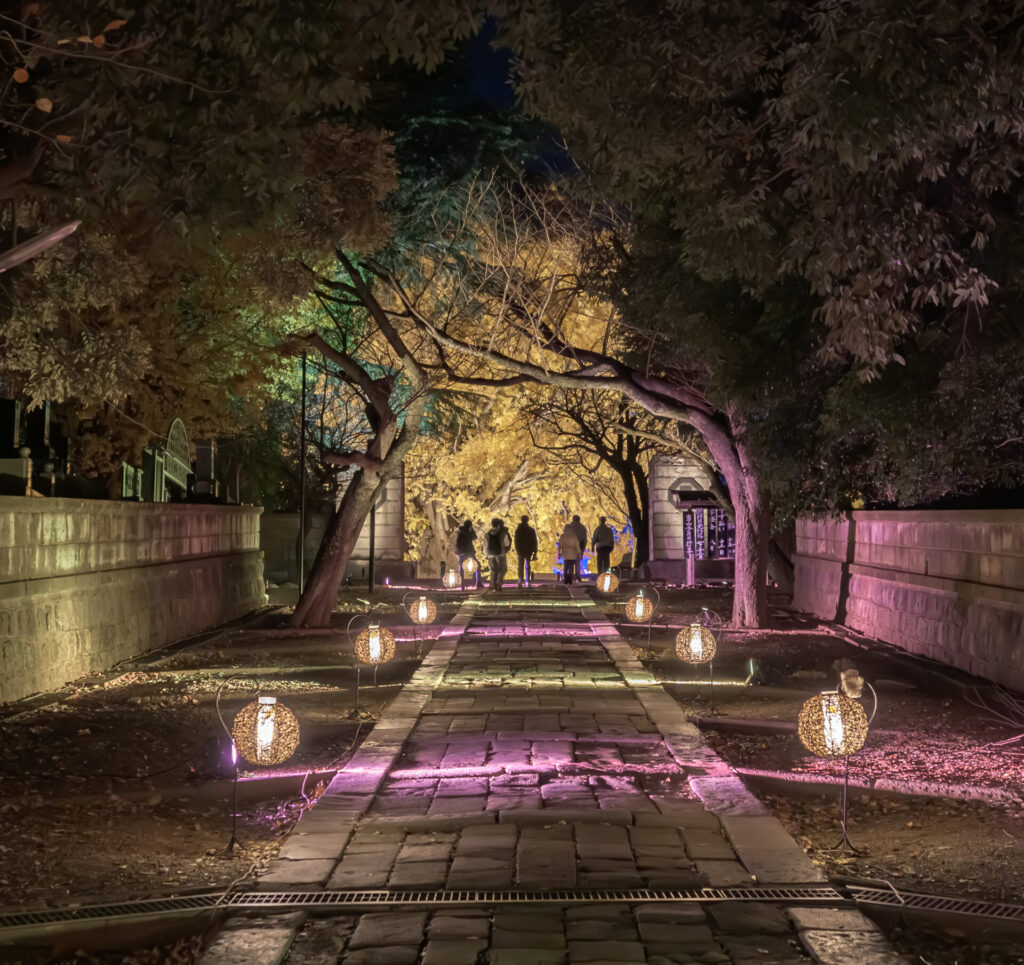 藤沢のお寺　ライトアップ