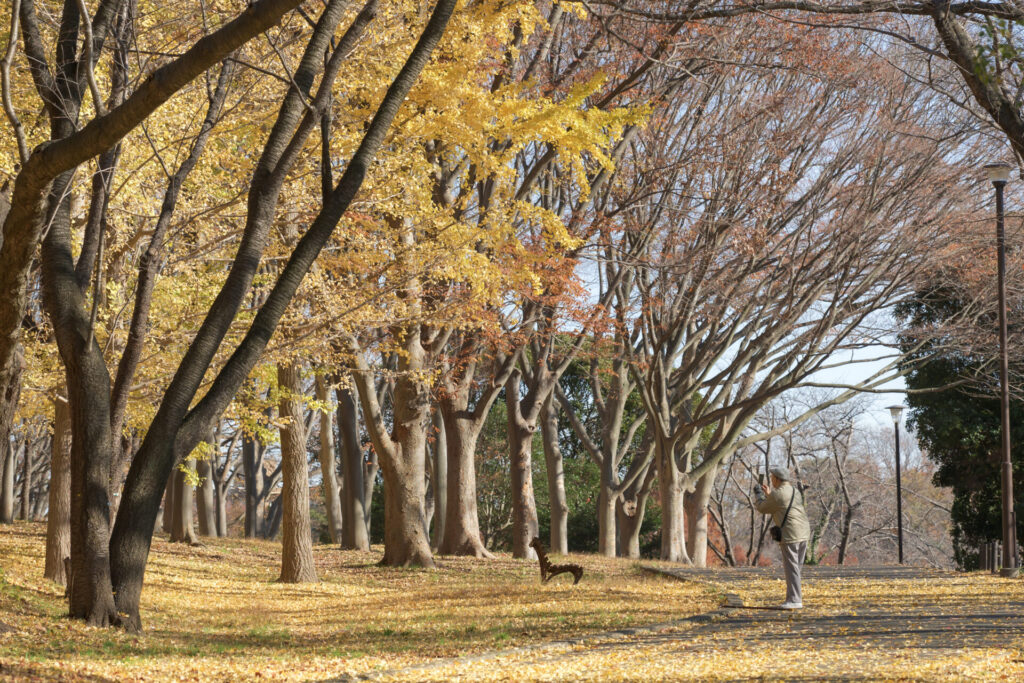 根岸森林公園　銀杏　ベンチ