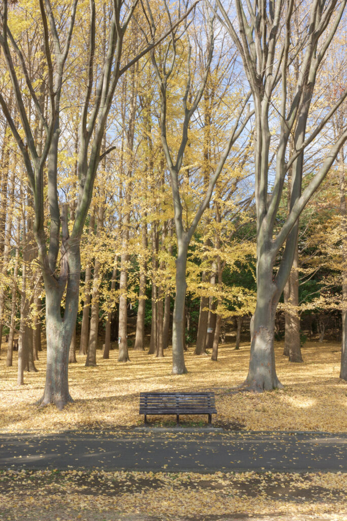 根岸森林公園　銀杏　ベンチ