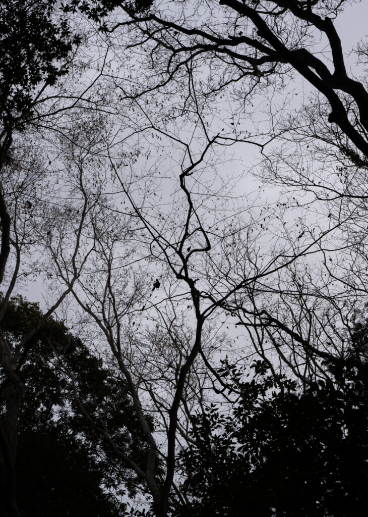 茅ヶ崎里山公園　シルエット