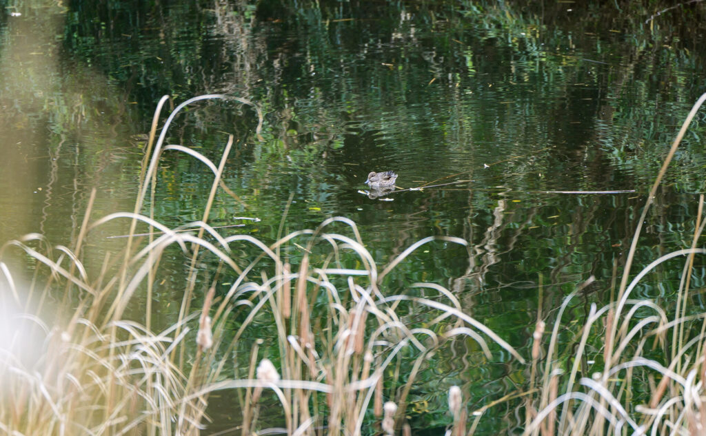 茅ヶ崎里山公園　鴨