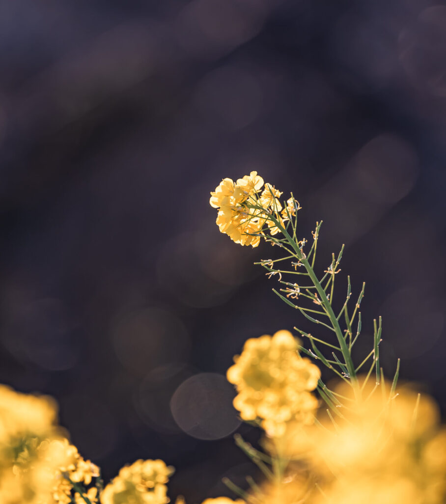 吾妻山　二ノ宮　夕焼け　菜の花