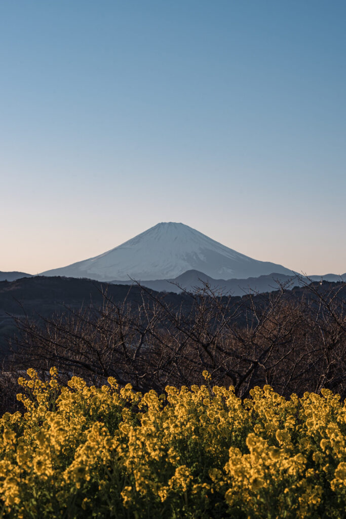 吾妻山　二ノ宮　富士山　夕焼け　菜の花