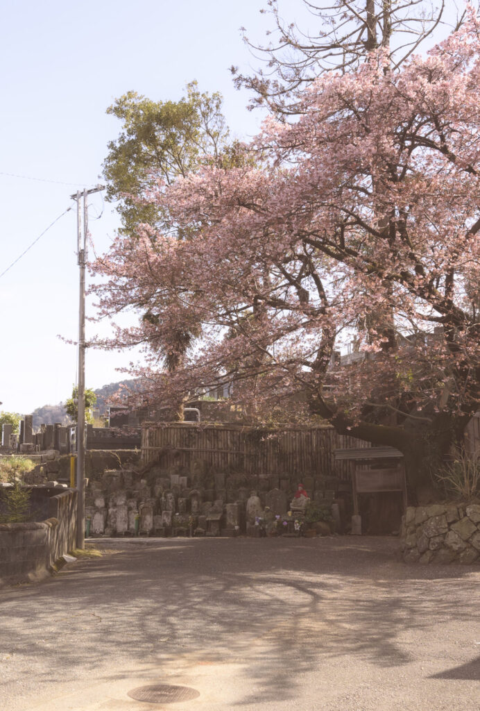 熱海　桜