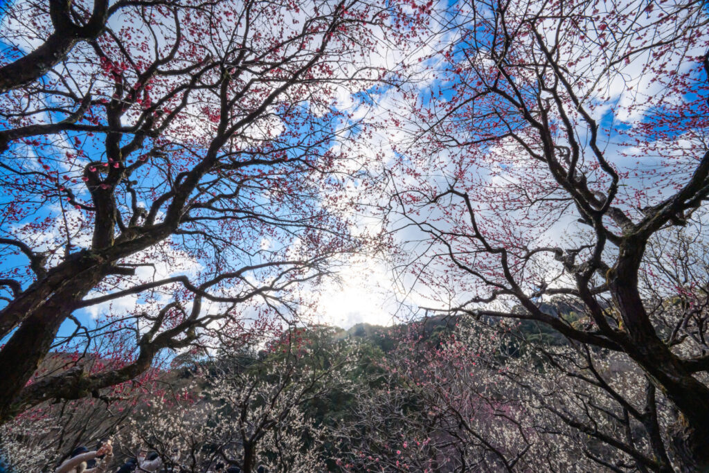 熱海梅園