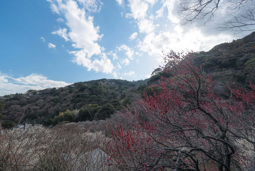 熱海梅園