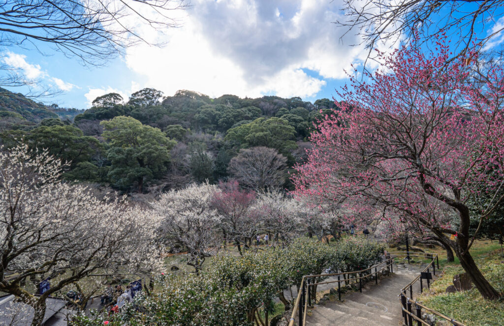 熱海梅園