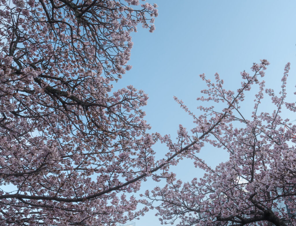 熱海桜　糸川遊歩道　桜