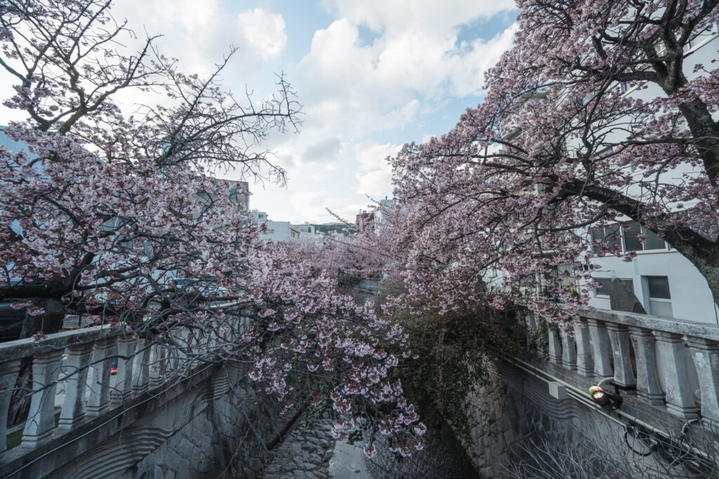 熱海桜　糸川遊歩道　桜