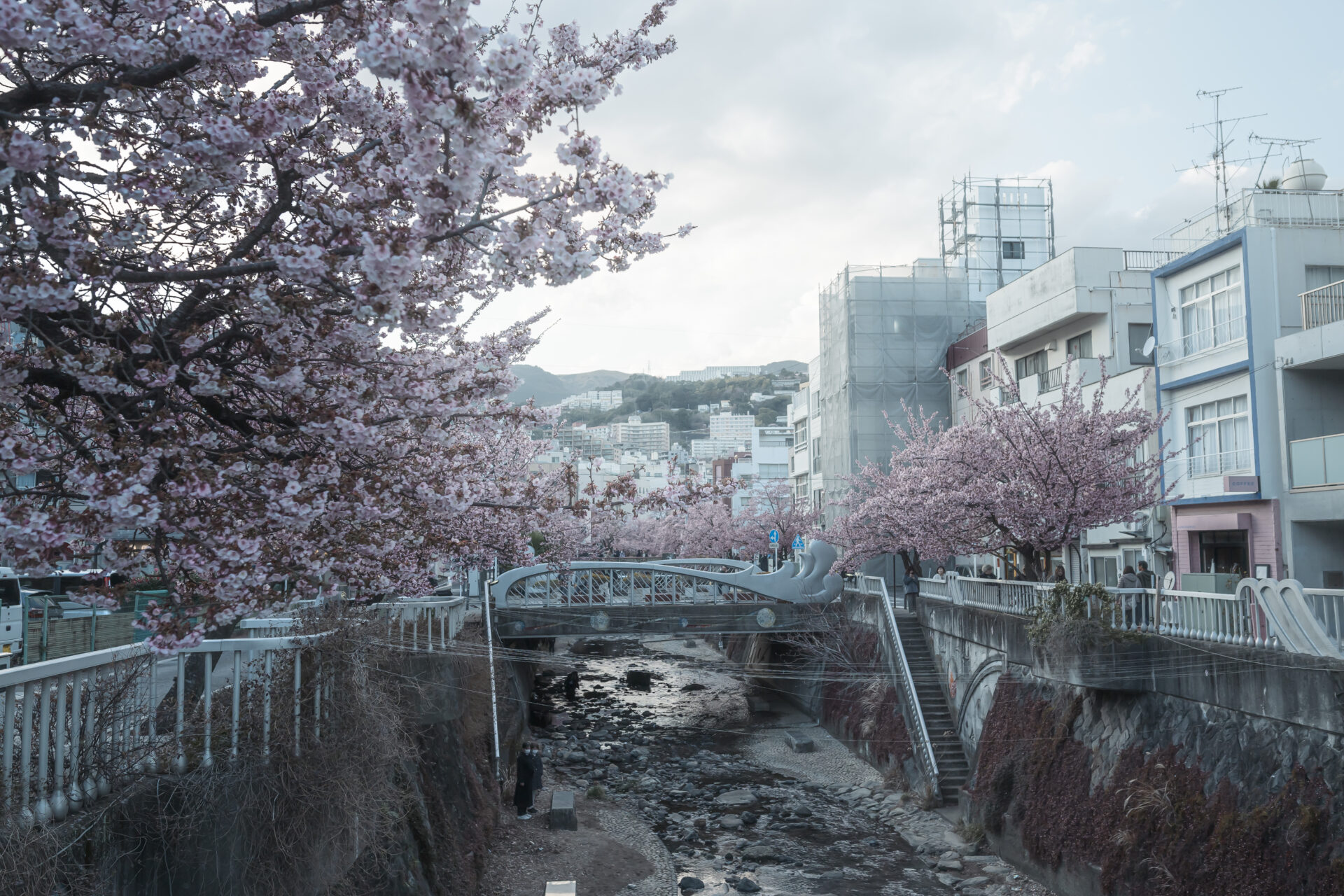 熱海桜　糸川遊歩道　桜