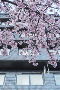 熱海桜　糸川遊歩道　桜