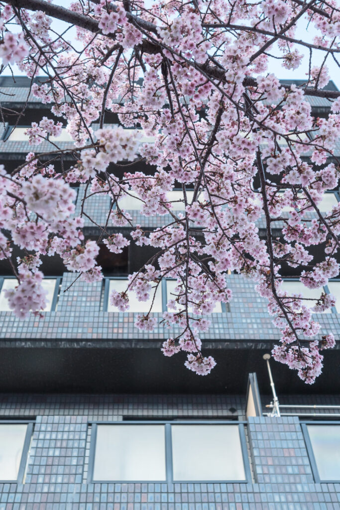 熱海桜　糸川遊歩道　桜