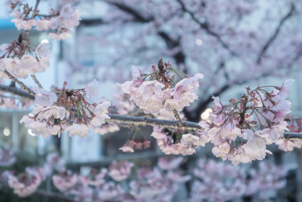 熱海桜　糸川遊歩道　桜