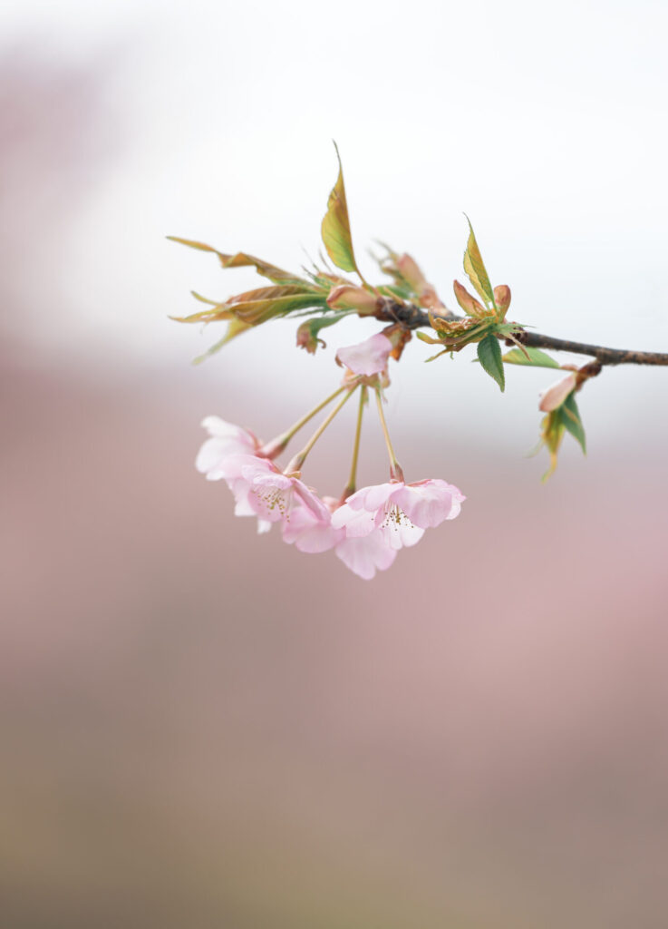 おおいゆめの里　河津桜