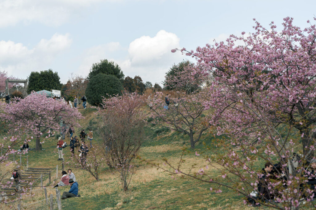 おおいゆめの里　河津桜