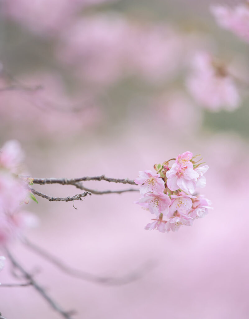 おおいゆめの里　河津桜