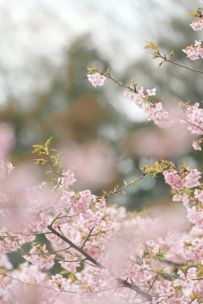 おおいゆめの里　河津桜