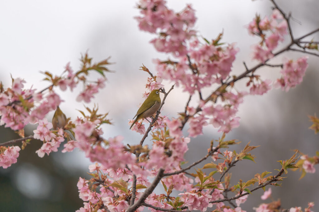 おおいゆめの里　河津桜　メジロ