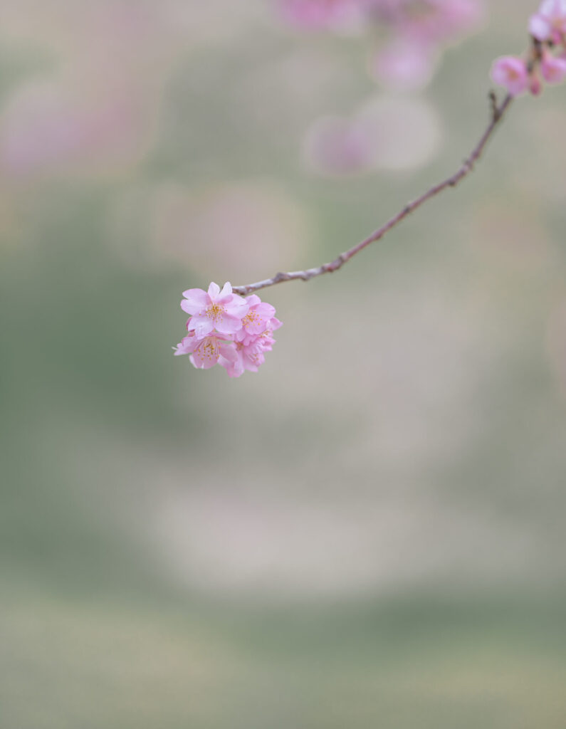 おおいゆめの里　河津桜