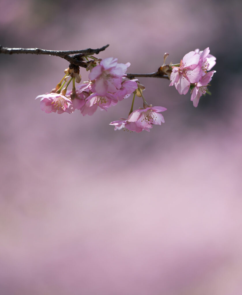 おおいゆめの里　河津桜