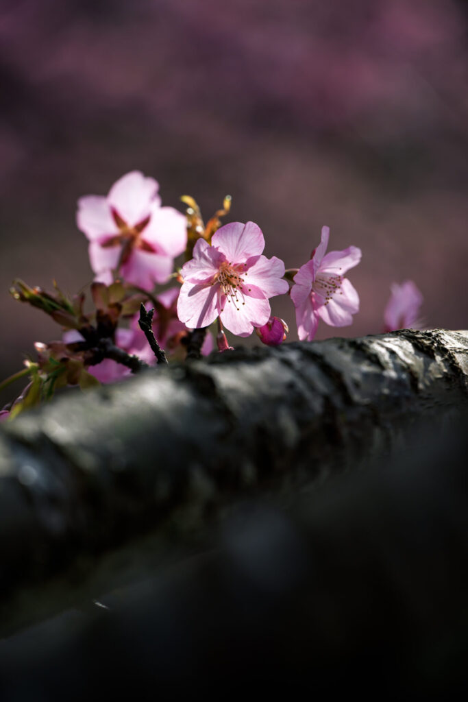 おおいゆめの里　河津桜