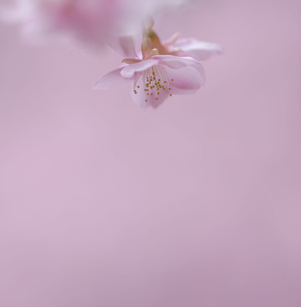 おおいゆめの里　河津桜