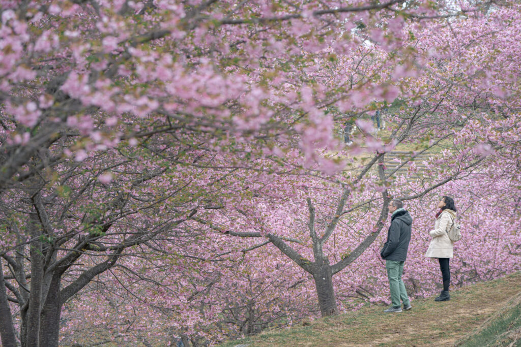 おおいゆめの里　河津桜