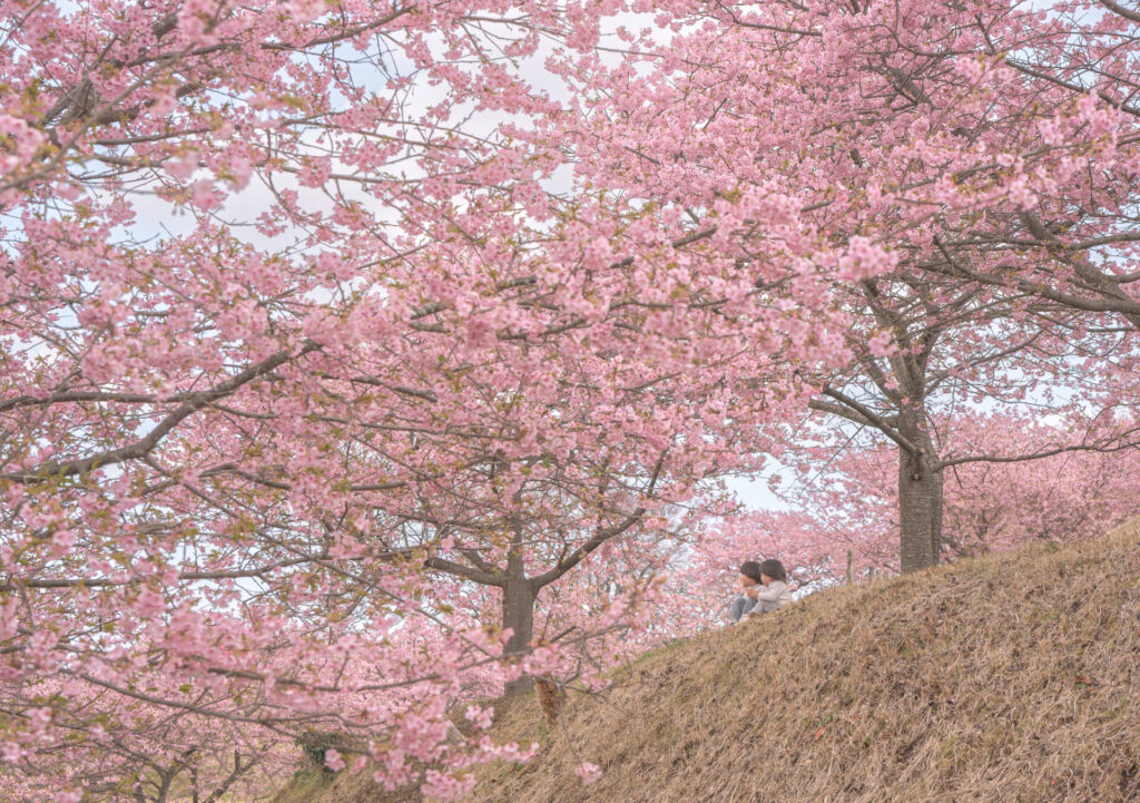 おおいゆめの里　河津桜