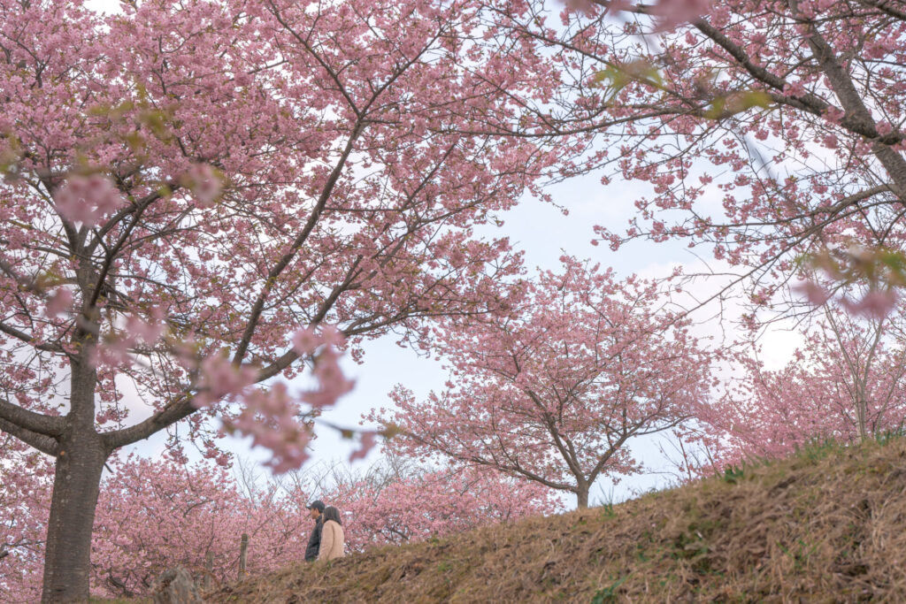 おおいゆめの里　河津桜