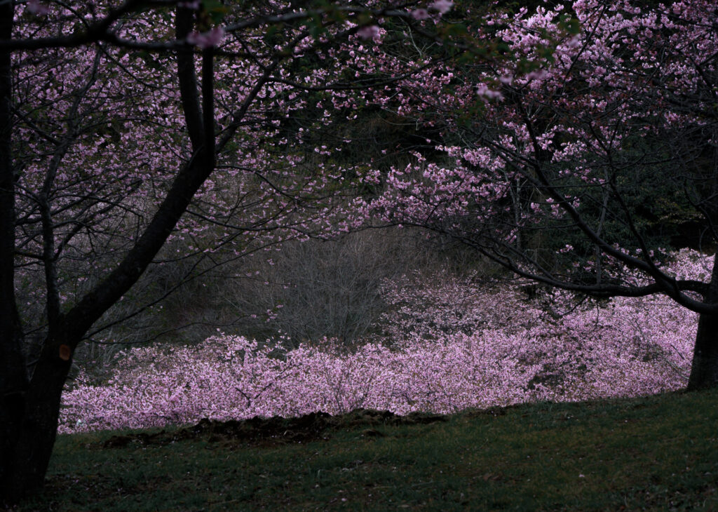 おおいゆめの里　河津桜