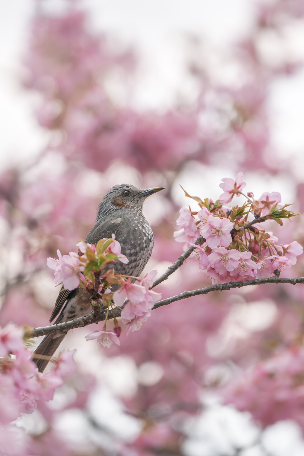 おおいゆめの里　河津桜　ヒヨドリ