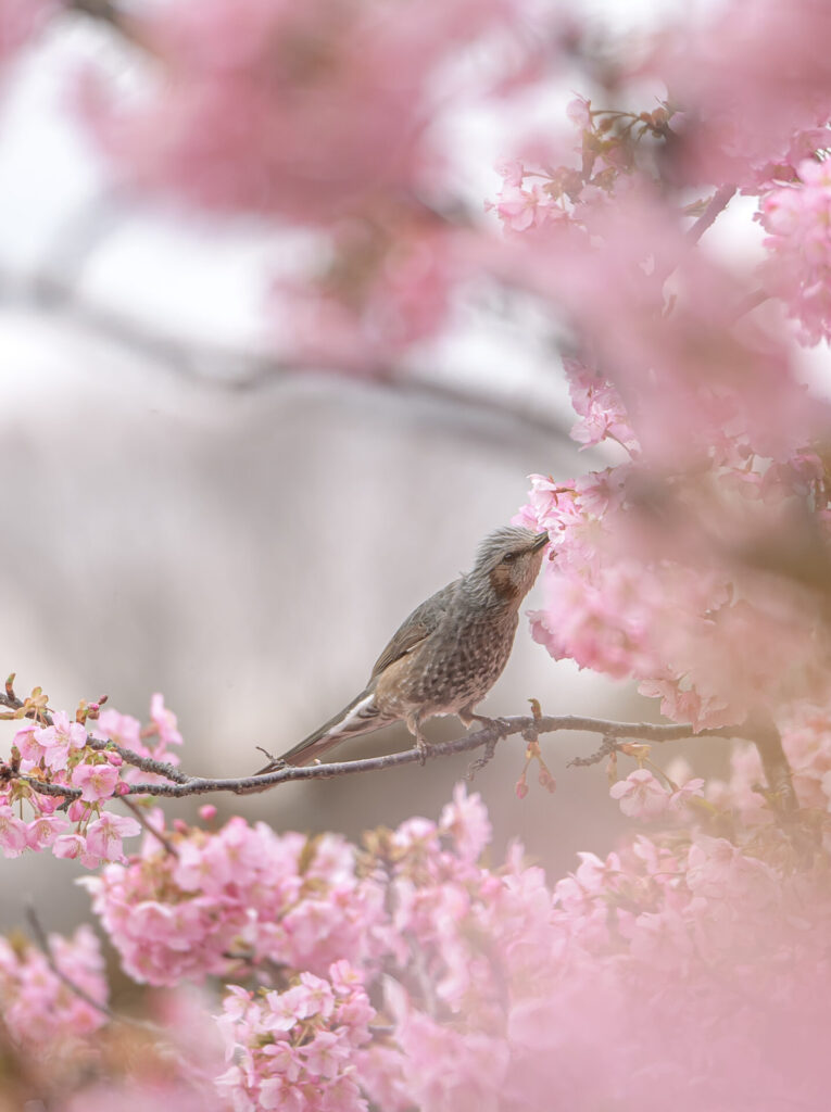 おおいゆめの里　河津桜　ヒヨドリ