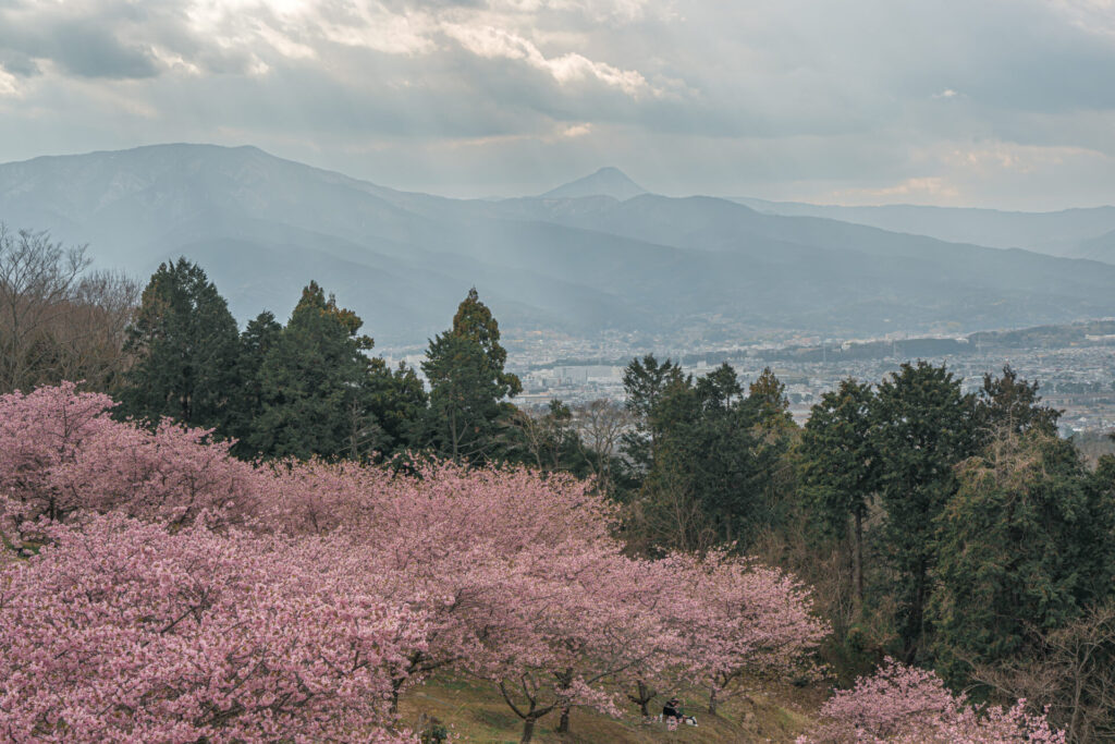 おおいゆめの里　河津桜