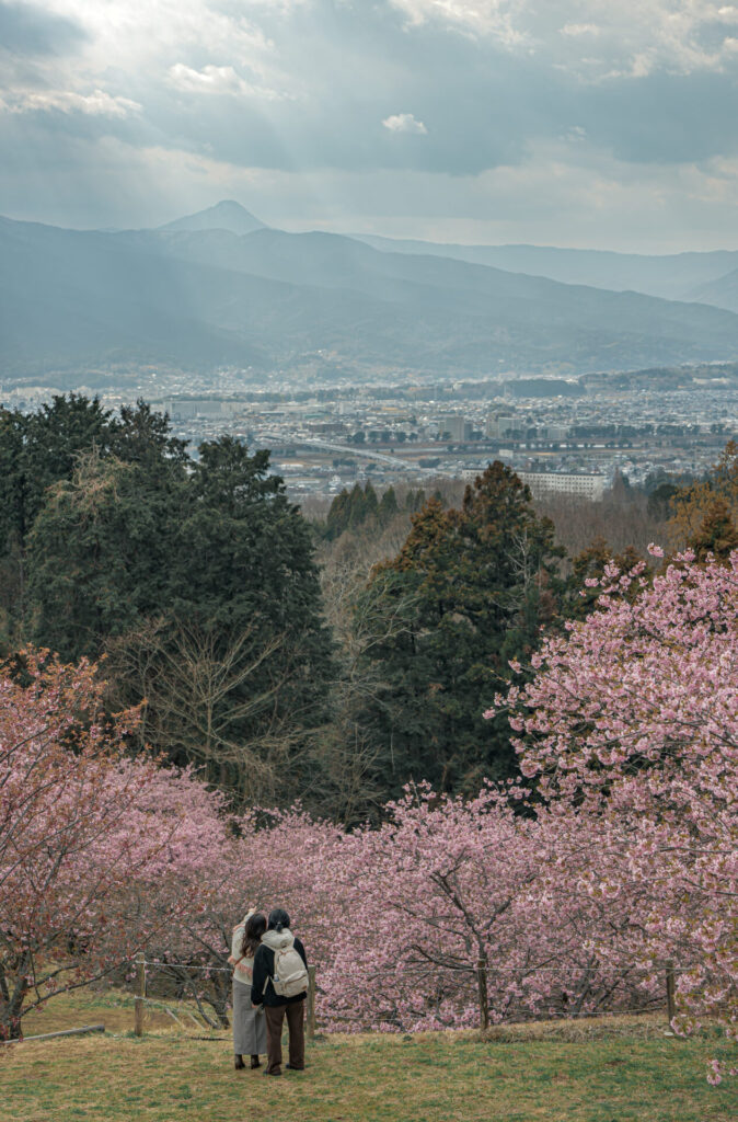 おおいゆめの里　河津桜